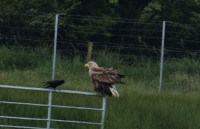 White-tailed-Eagle